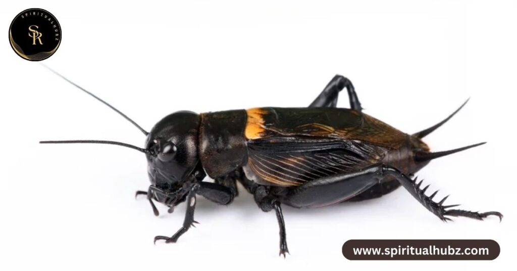 Black Cricket Spiritual Meaning