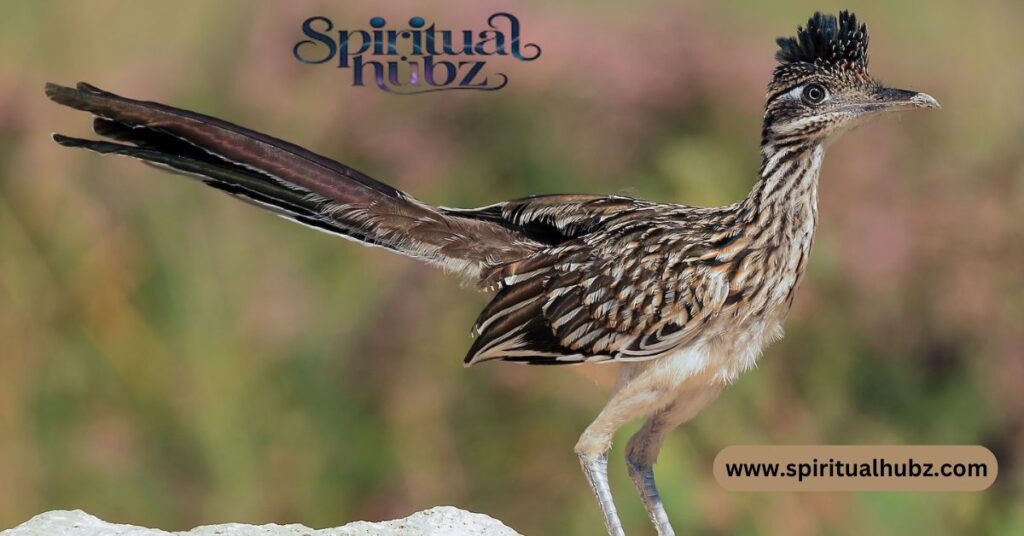 road runner spiritual meaning