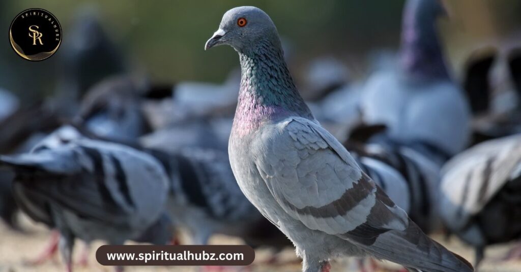 spiritual meaning of pigeons