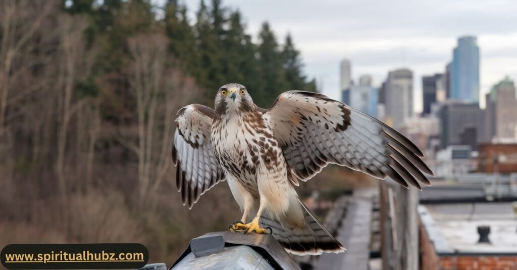 Cooper's Hawk on rooftop overlooking forest edge, symbolizing urban and rural habitat adaptability