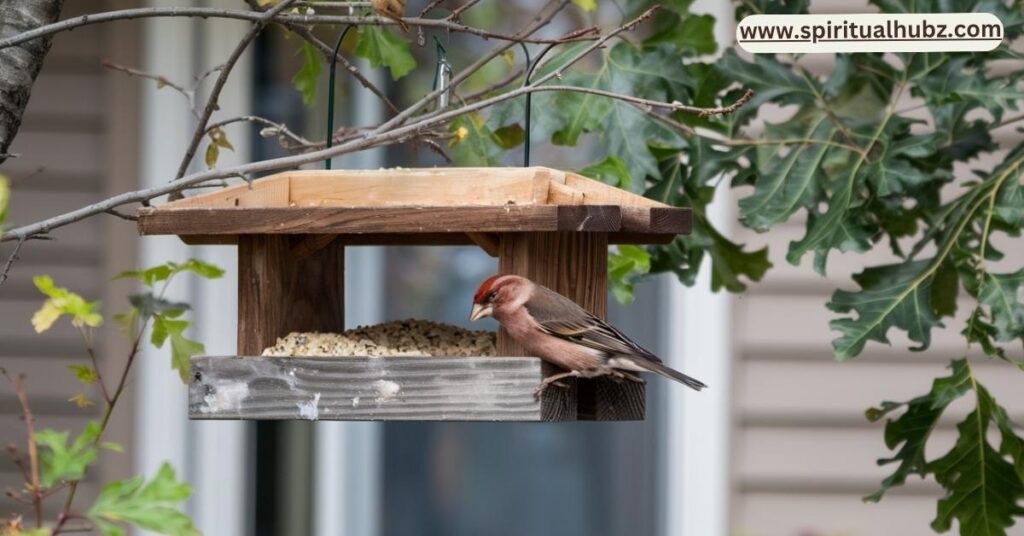 House Finch at backyard bird feeder amid native plants in 2025