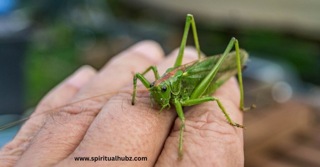 grasshopper-landing-on-you